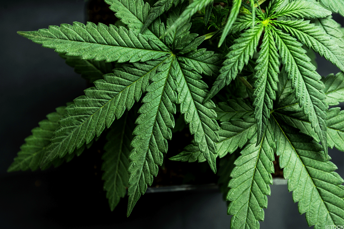 What is THC? Experts Weigh in on Benefits and Effects - TheStreet