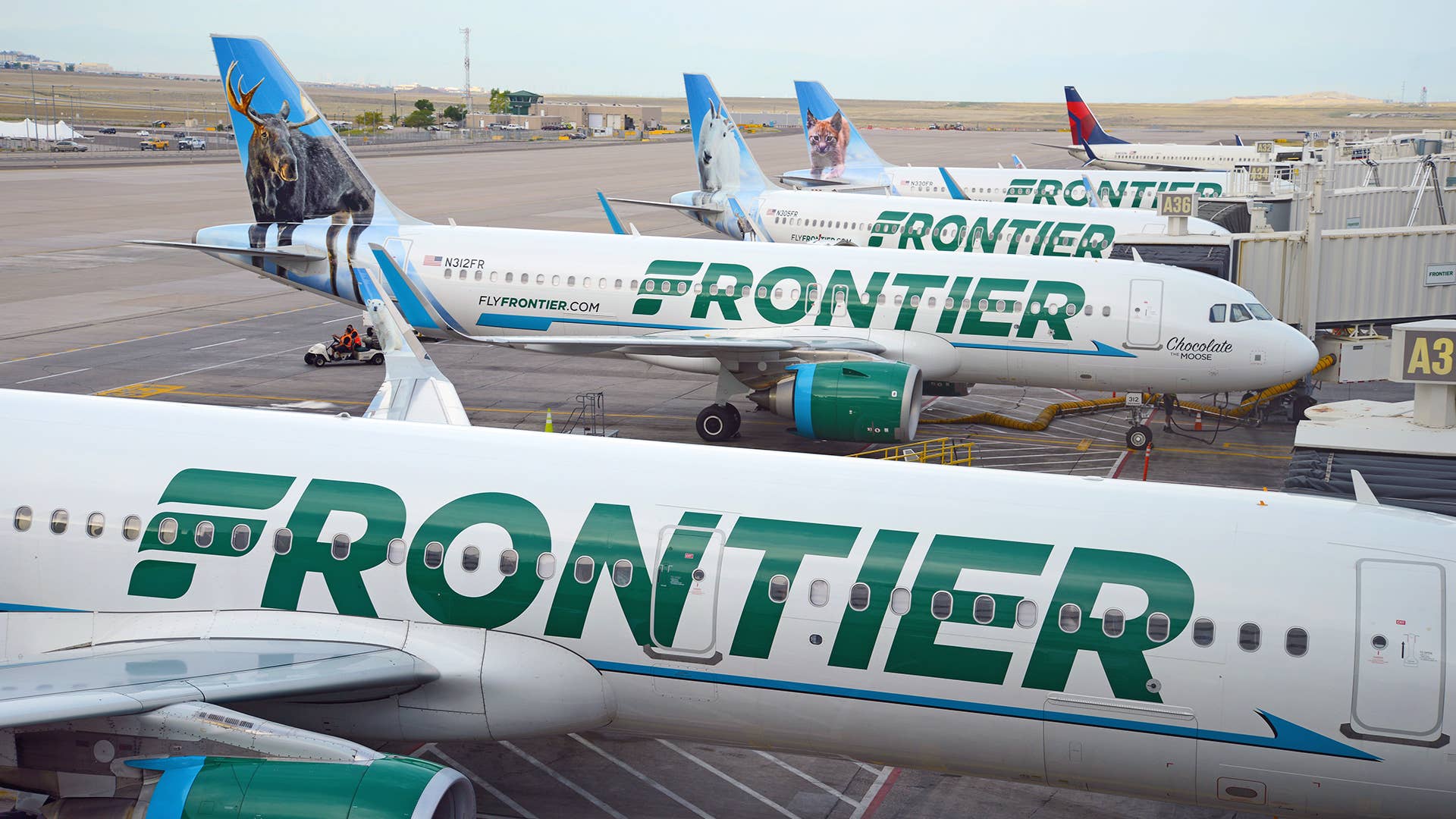 A group of Frontier Airlines planes are seen at airport terminals.