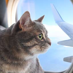 Travel company shuts down in bankruptcy, passengers stranded