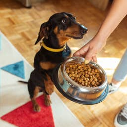 Popular dog food brand recalled over dangerous material