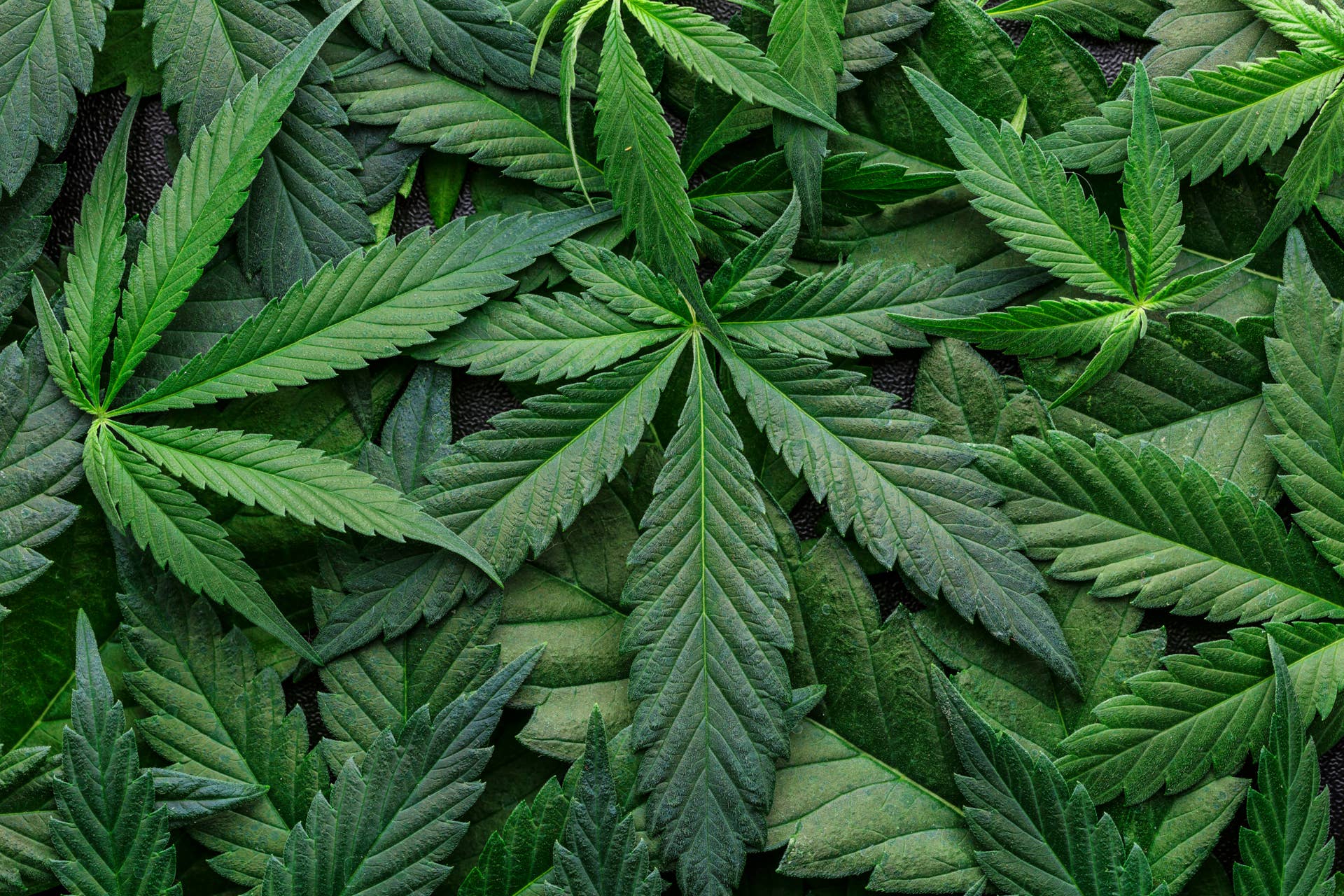 Major cannabis company closes 2 facilities, cuts 211 jobs