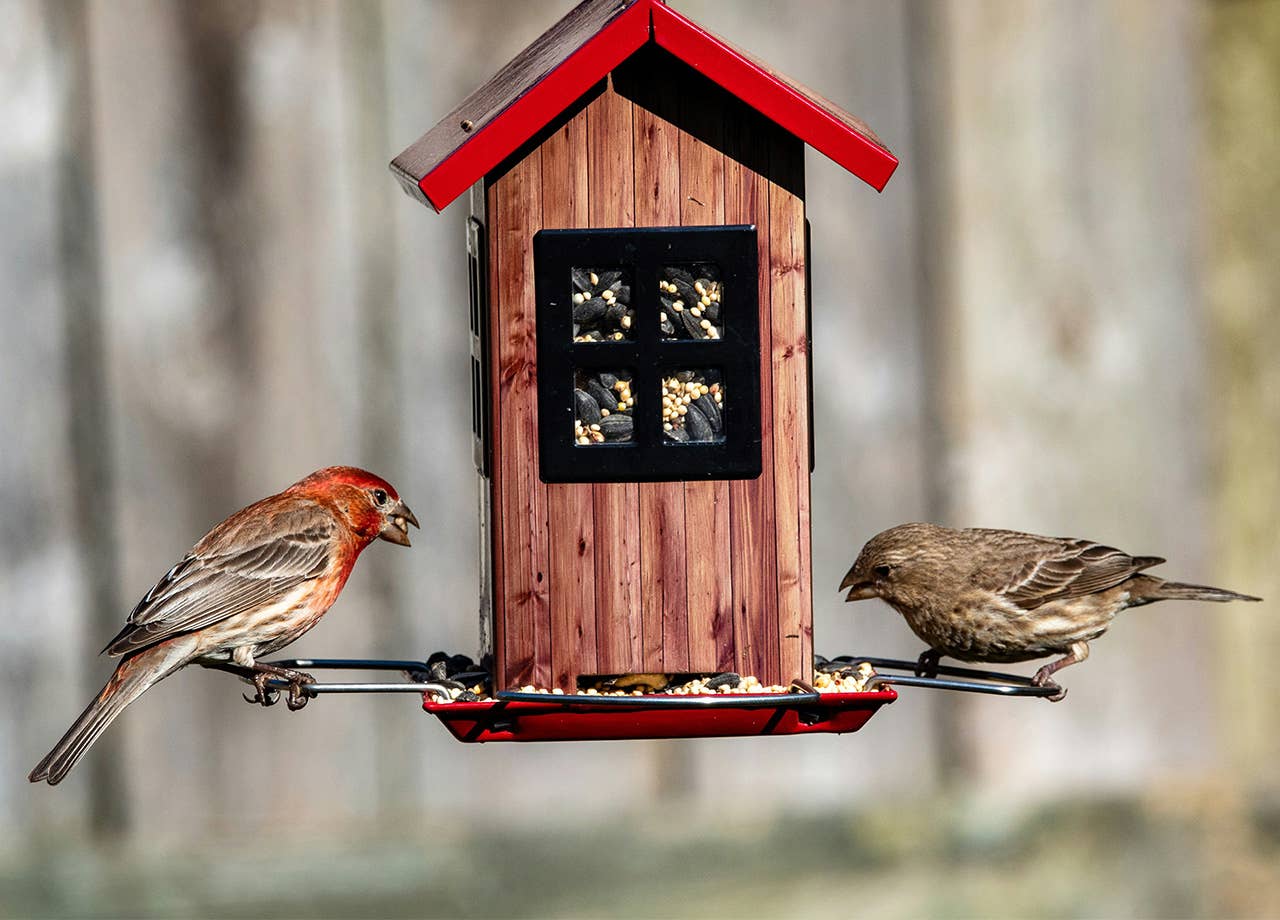 Backyard birdwatching costs as little as $2 with bird feeder deals up to 62% off