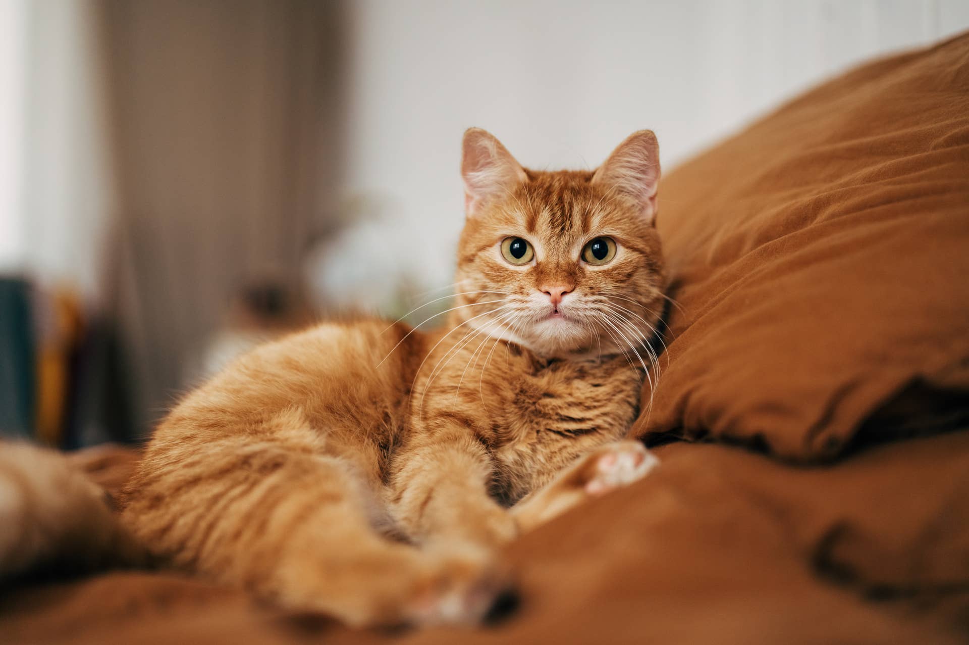 Your estate plan may be missing an important family member