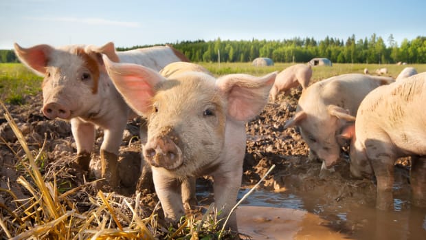 How Hog Markets Are Coping With the Threat of African Swine Fever