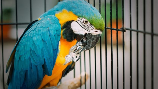 PetMed Drops Following First-Quarter Miss on Increased Online Competition