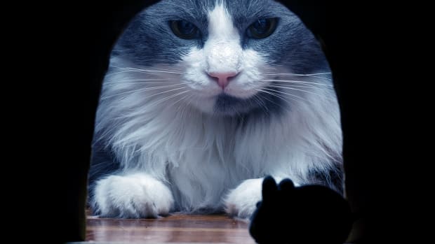 Stock Market Bulls Should Be Frightened by These Numbers