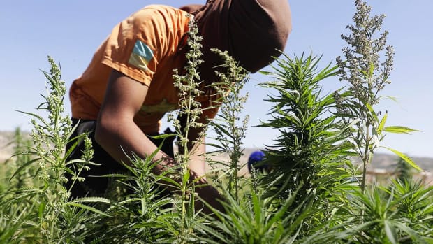 Some Cannabis Stocks Rise as DEA Rethinks CBD Stance