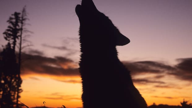 360 Video Dog Sledding as Iditarod Race Begins in Alaska