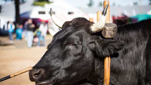 Will the Government Shutdown Kill the Mind-Blowing Bull Market?