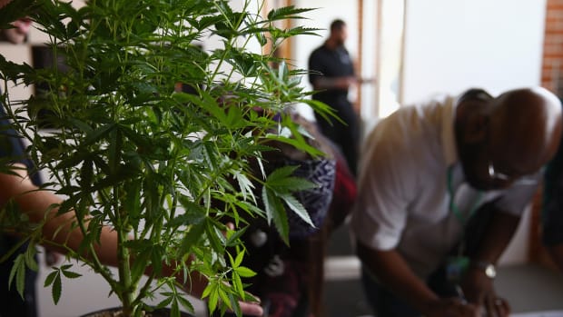 Affinor Growers Sells $3.1 Million in Common Stock Behind Positive Weed Yields