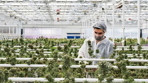 Cannabis Industry's Growing Pains Revealed