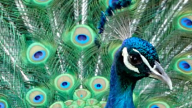 The Bad: "Peacocking"