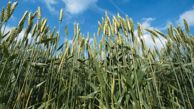 Wheat Futures Rally, but Uncertainty in Ukraine Makes Prices Volatile