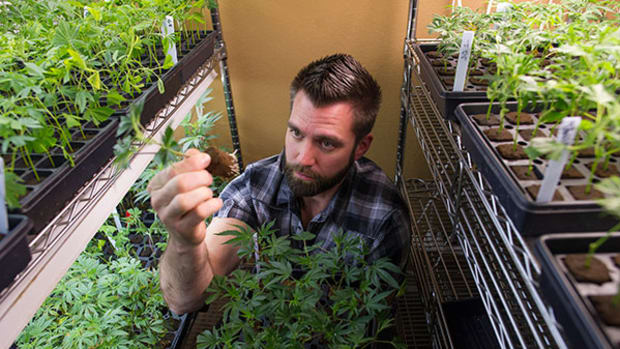 Marijuana Jobs Higher Than Estimated