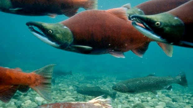 Marine Harvest CEO Has Big Plans Beyond NYSE Listing