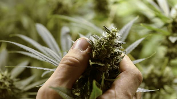 Ghost Group Says Marijuana Banking Guidelines Give Green Light