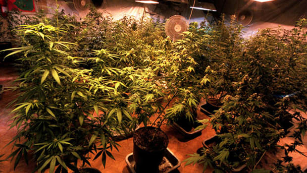 Advanced Cannabis Investors Eye Early Harvest