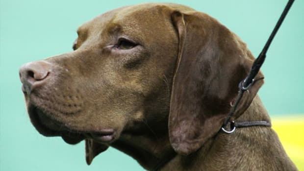 Have a Dog? Trupanion CEO Talks Benefits of Pet Medical Insurance