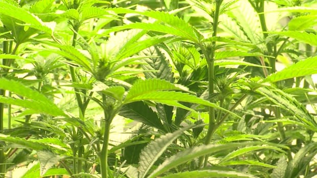 Marijuana Stocks Need to Grow Their Balance Sheets