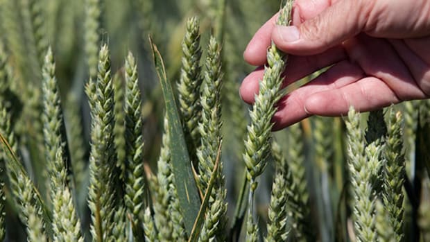 Monsanto Employees Turned to Scientists to Combat Unfavorable Findings on Controversial Herbacide