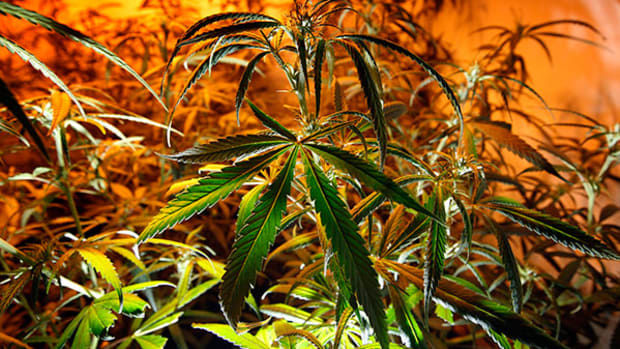 Jim Cramer -- Cannabis to Drive Scotts Miracle Gro Higher?