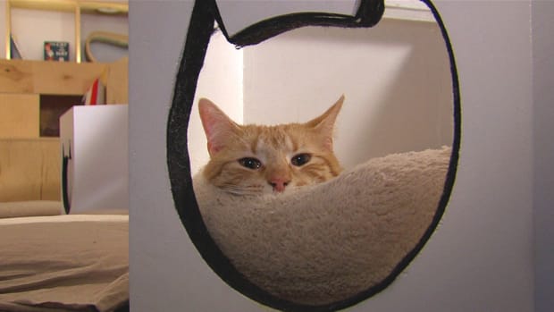 Crazy Cat Lady or Brilliant Business Woman? Inside New York's First Cat Cafe