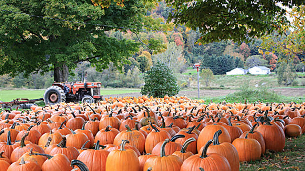 The Pumpkin Retirement Plan: Cultivate the Best Investments and Prune the Worst