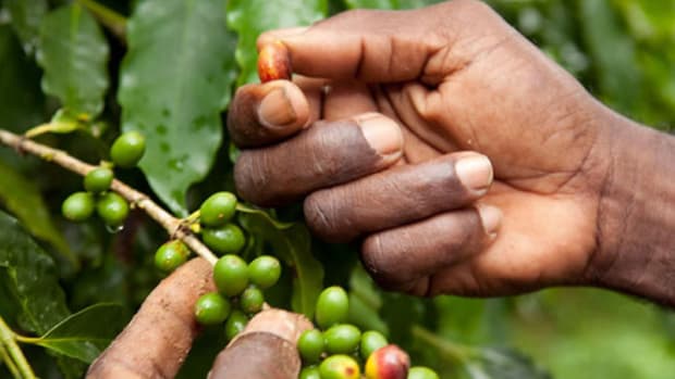 Rohan Marley Stirs Up Coffee