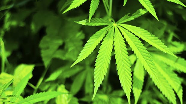 Legalized Marijuana Sales Rock the Rockies