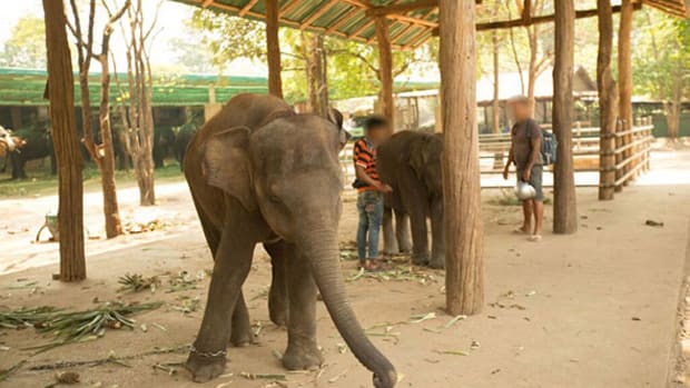 Increasing Numbers of Luxury Tour Companies Are Banning Elephant Rides