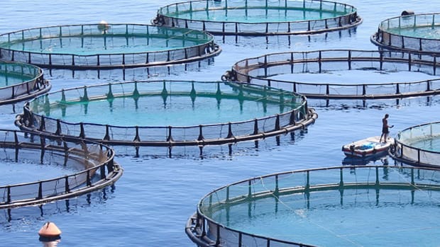 Why Dealmakers Are Getting Hooked on Aquaculture