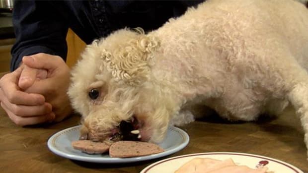 Premium Pet Food Is the New Norm