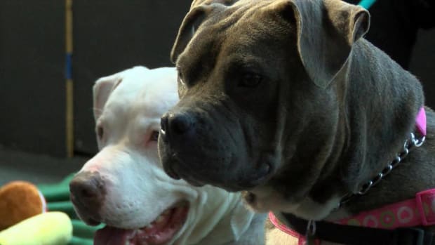 It Was a Dog Day Afternoon at the Nasdaq for Pet Food Company Freshpet