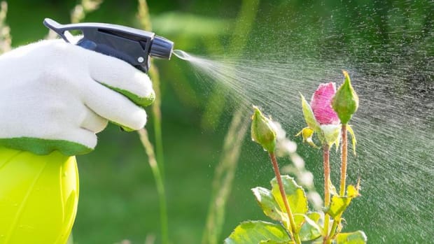 Scotts Miracle Gro CEO on Economy, Bringing Internet to Gardening