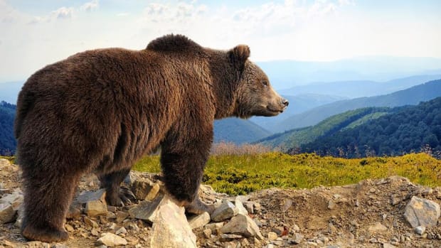 Jim Cramer: Beware the Bears at Dow 20K
