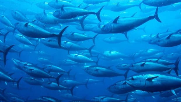 Growing Seafood Demand Spawns Aquaculture Dealmaking Wave