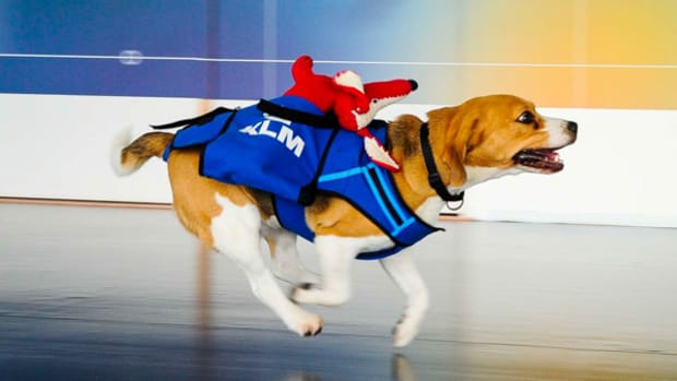 Flying With Pets? Here's How Much It'll Cost You