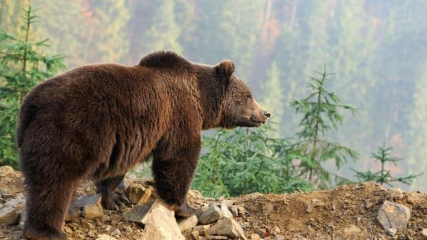 Where to Find Value in the Bond Market