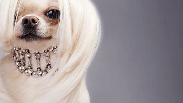 Some of These Top 7 Dividend Paying Stocks in the Tech Sector Are Real Dogs