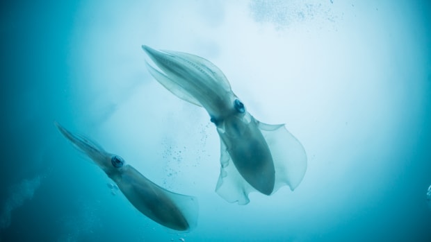 Here's How Amazon's Rise Is Like a Giant Squid Sucking the Life Out of Its Prey