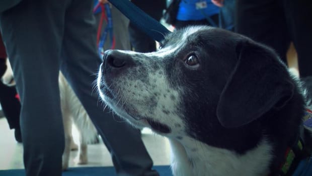 Jaguar Animal Health Stock Rises on Napo Pharma Merger