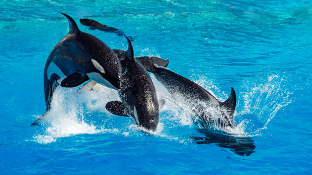 SeaWorld Stock Started With a 'Sell' Rating at Goldman Sachs