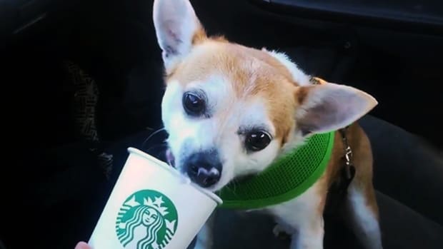 Starbucks has cappuccino for pups.