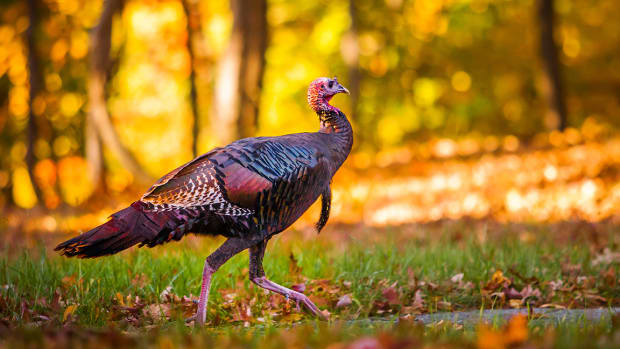 Stocks Retreat as Investors Digest Fed Minutes Ahead of Thanksgiving