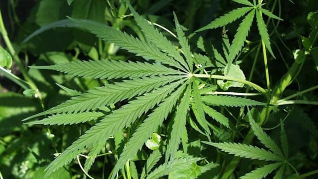 These 3 Pot Stocks Could Light Up Your Portfolio