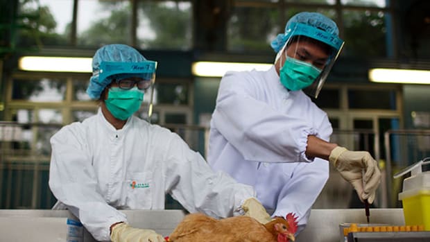 Tyson Foods Shares Dive Because 73,500 Birds Got the Dreaded Bird Flu
