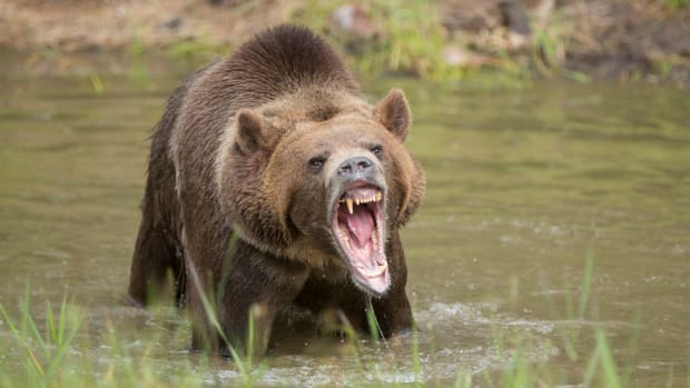 The Bears Are Starting to Attack the Stock Market, and It's Not Surprising