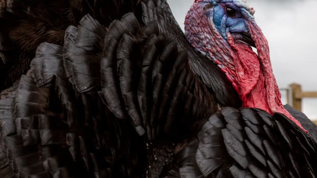 HPE, Uber, Axalta and Disney - 5 Things You Must Know Before the Market Opens