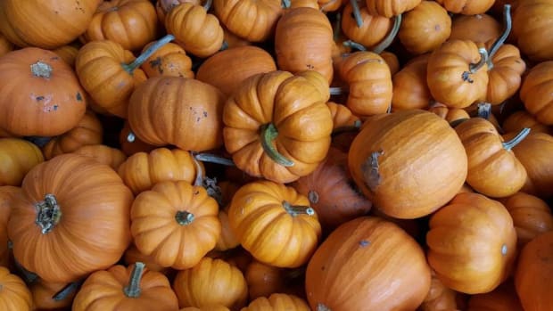 America's Love for Pumpkins by the Numbers: Video
