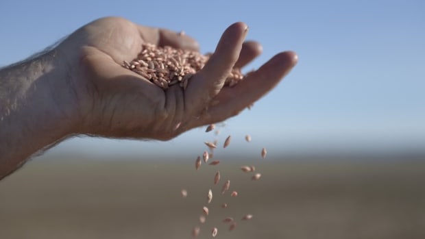 China Food Security: Beijing Calls For Biotech Breakthrough To Improve Seed Industry